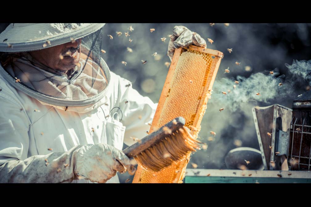 Limpiando los paneles cargados de miel