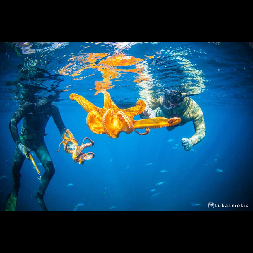 pulpo 2