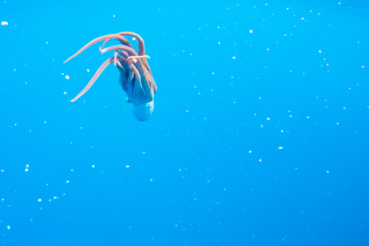 pulpo extracción 