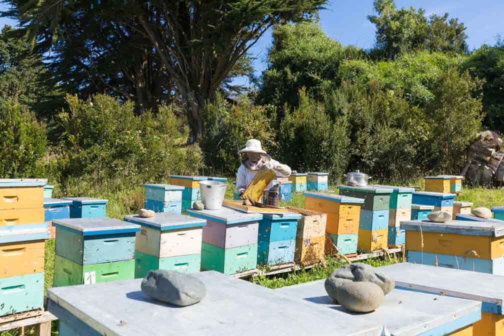 Apicultura en Chiloé