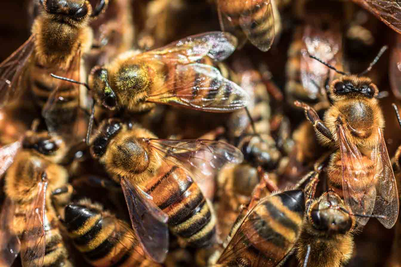 Abejas recolectoras
