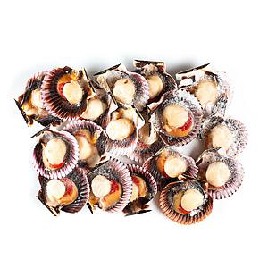 OSTION MEDIA CONCHA 500 G